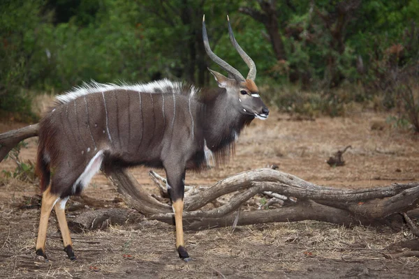 Nyala Nyala Tragelaphus Angasii — стокове фото