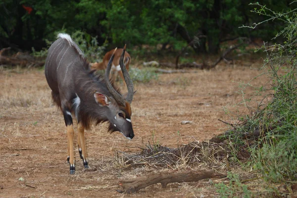 Nyala Nyala Tragelaphus Angasii — Foto de Stock