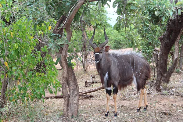 Nyala Nyala Tragelaphus Angasii — Zdjęcie stockowe