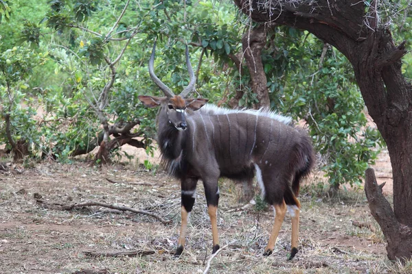 Nyala Nyala Tragelaphus Angasii — Stok fotoğraf