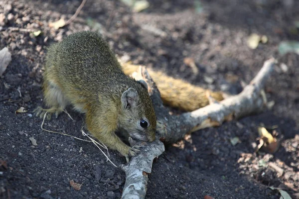 Ockerfussbuschhoernchen / Tree Squrel / Paraxerus cepapi