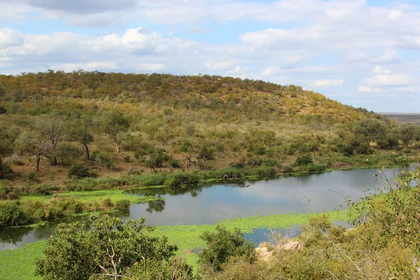 Orpendammen Krueger Park Suedafrika Orpendammen Kruger Park Sydafrika — Stockfoto