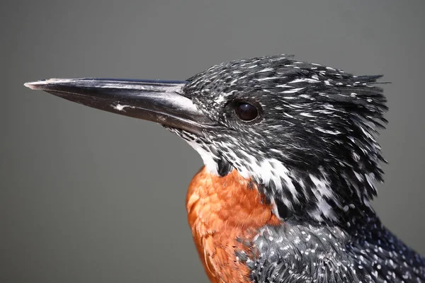 Riesenfischer Eisvogel Megaceryle Maxima — Stockfoto