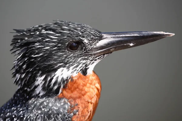 Riesenfischer Giant Kingfisher Megaceryle Maxima — 图库照片