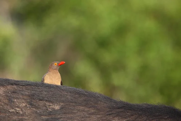 Rotschnabel Madenhacker Red Billed Oxpecker Buphagus Erythrorhynchus — Stock Fotó