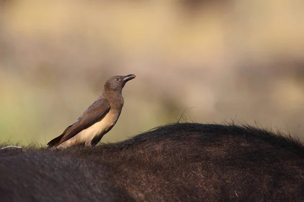 Rotschnabel Madenhacker Red Billed Oxpecker Buphagus Erythrorhynchus — Stock Photo, Image