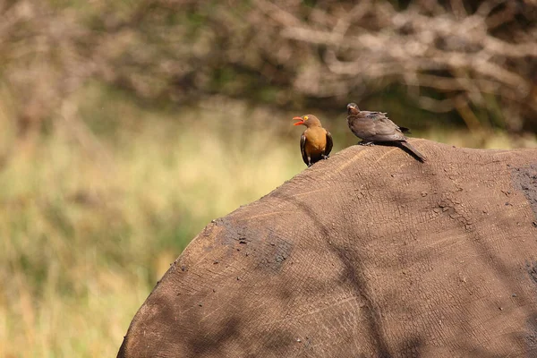 Rotschnabel Madenhacker Red Billed Oxpecker Buphagus Erythrorhynchus — ストック写真