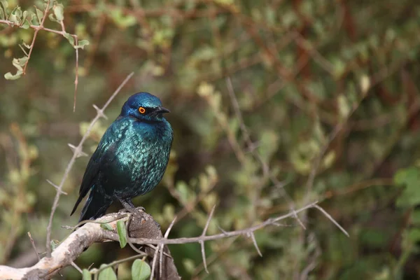 Rotschulter Glanzstar Cape Glossy Starling Vagy Vörös Vállú Starling Lamprotornis — Stock Fotó