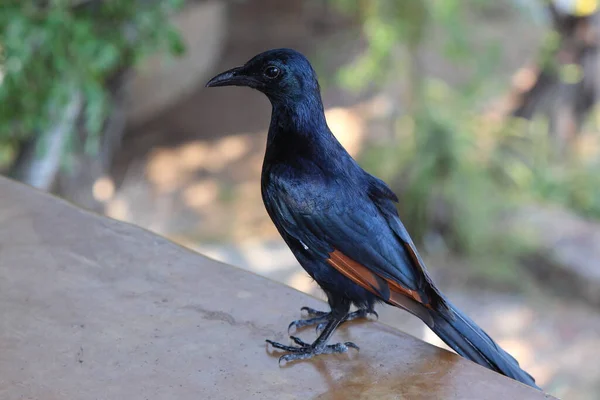 Rotschwingenstar Red Winged Starling Onychognathus Morio — Foto de Stock