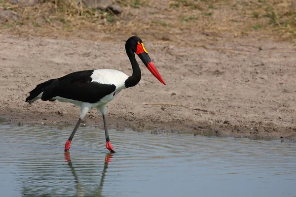 Sattelstorch Nyeregcsőrű Gólya Ephippiorhynchus Senegalensis — Stock Fotó