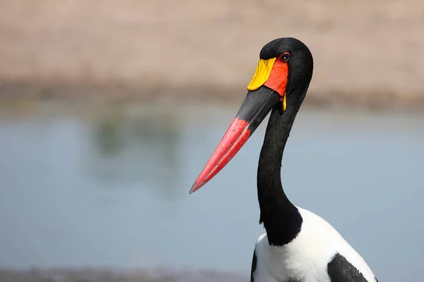 Sattelstorch / Saddle gagalı leylek / Ephippiorhynchus senegalensis