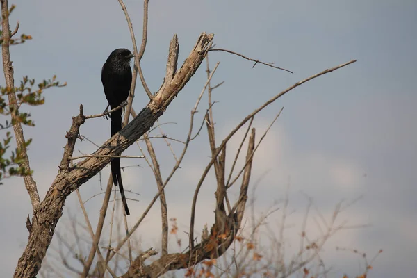 Schachwuerger Shrike Cola Larga Shrike Urraca Lanius Schach — Foto de Stock