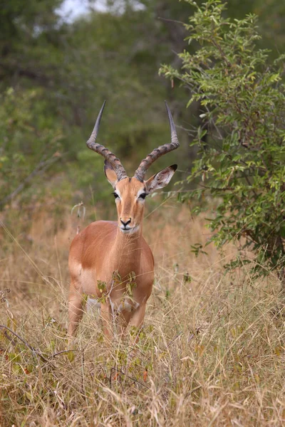 Schwarzfersenantilope Impala Aepyceros Melampus — Stock Fotó