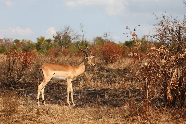 Schwarzfersenantilope Impala Aepyceros Melampus —  Fotos de Stock