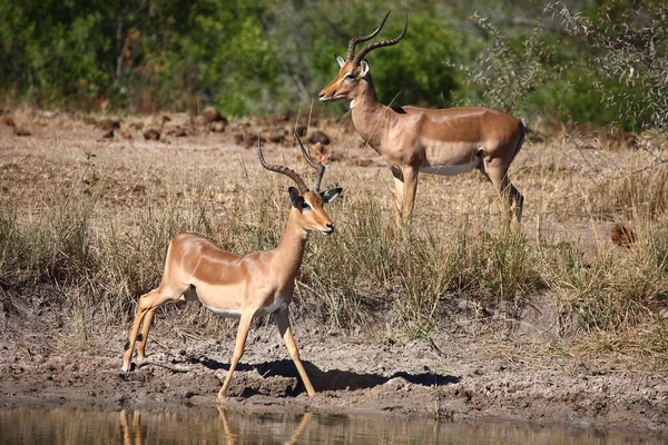 Schwarzfersenantilope Impala Aepyceros Melampus — Stockfoto