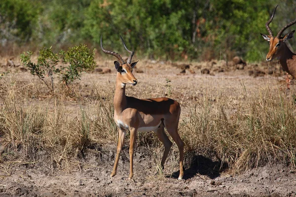 Schwarzfersenantilope Impala Aepyceros Melampus — Foto Stock