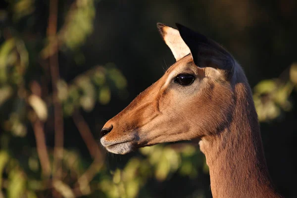 Schwarzfersenantilope Impala Aepyceros Melampus —  Fotos de Stock