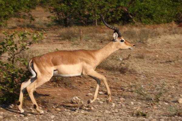 Schwarzfersenantilope Impala Aepyceros Melampus — 图库照片