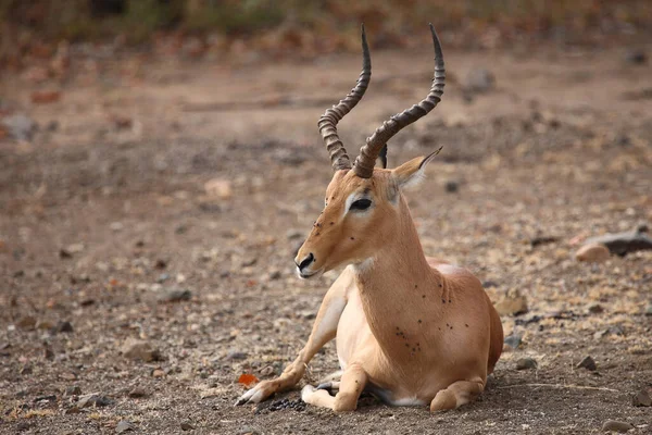 Schwarzfersenantilope Impala Aepyceros Melampus — Stok fotoğraf