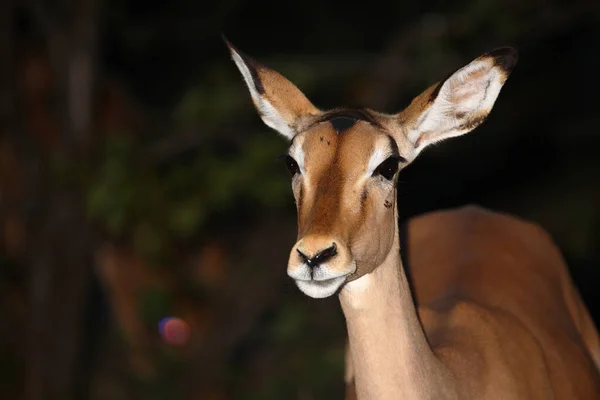 Schwarzfersenantilope Impala Aepyceros Melampus — Zdjęcie stockowe