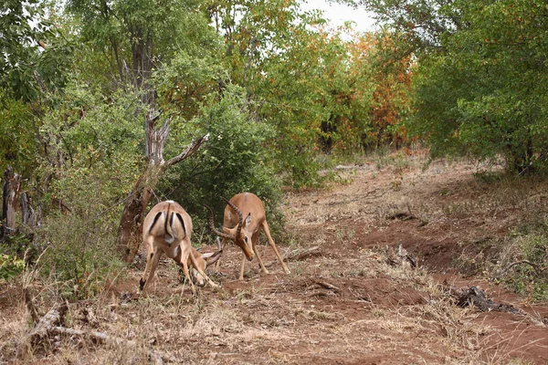 Schwarzfersenantilope Impala Aepyceros Melampus — Φωτογραφία Αρχείου