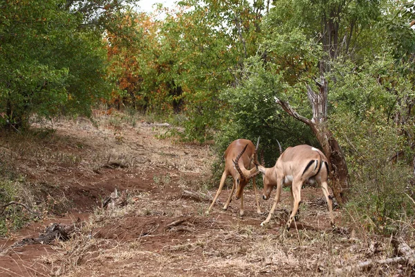 Schwarzfersenantilope Impala Aepyceros Melampus — Φωτογραφία Αρχείου