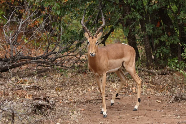 Schwarzfersenantilope Impala Aepyceros Melampus — Zdjęcie stockowe