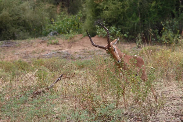 Schwarzfersenantilope Impala Aepyceros Melampus —  Fotos de Stock