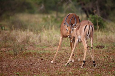 Schwarzfersenantilope / Impala / Aepyceros melampus