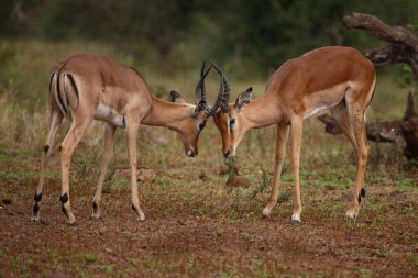 Schwarzfersenantilope / Impala / Aepyceros melampus