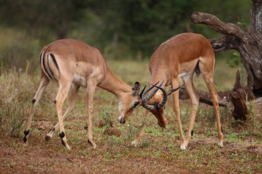 Schwarzfersenantilope / Impala / Aepyceros melampus