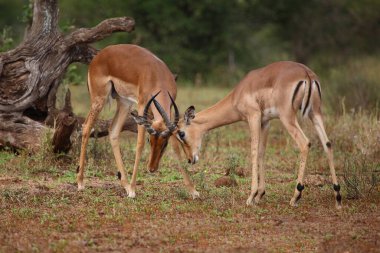 Schwarzfersenantilope / Impala / Aepyceros melampus