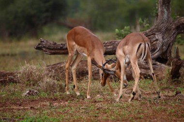 Schwarzfersenantilope / Impala / Aepyceros melampus