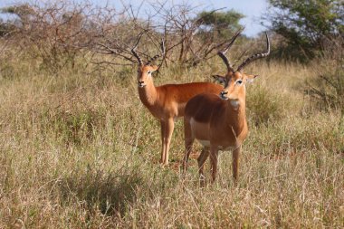 Schwarzfersenantilope / Impala / Aepyceros melampus