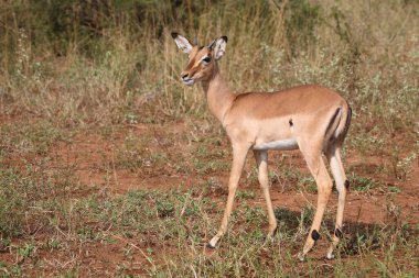 Schwarzfersenantilope / Impala / Aepyceros melampus