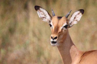Schwarzfersenantilope / Impala / Aepyceros melampus