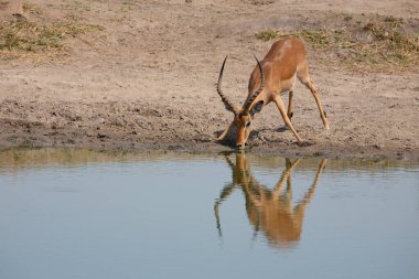 Schwarzfersenantilope / Impala / Aepyceros melampus