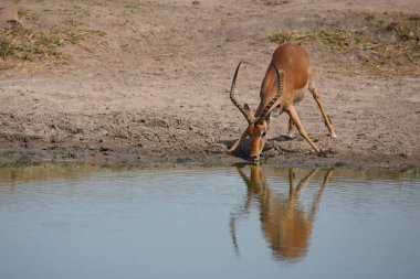 Schwarzfersenantilope / Impala / Aepyceros melampus