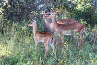 Schwarzfersenantilope / Impala / Aepyceros melampus