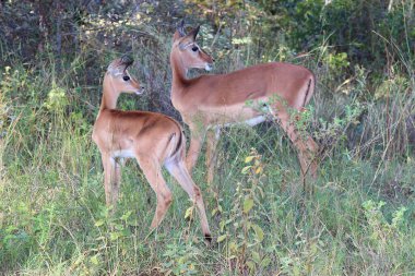 Schwarzfersenantilope / Impala / Aepyceros melampus