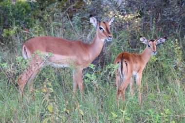Schwarzfersenantilope / Impala / Aepyceros melampus