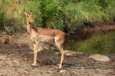 Schwarzfersenantilope / Impala / Aepyceros melampus