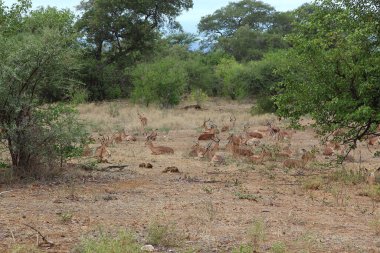 Schwarzfersenantilope / Impala / Aepyceros melampus