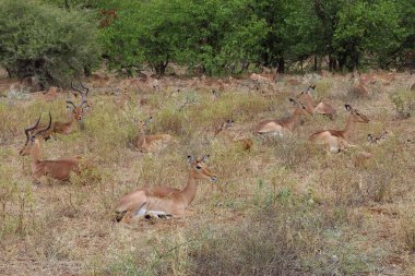 Schwarzfersenantilope / Impala / Aepyceros melampus