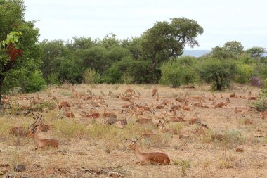 Schwarzfersenantilope / Impala / Aepyceros melampus