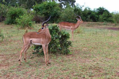 Schwarzfersenantilope / Impala / Aepyceros melampus