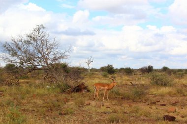 Schwarzfersenantilope / Impala / Aepyceros melampus