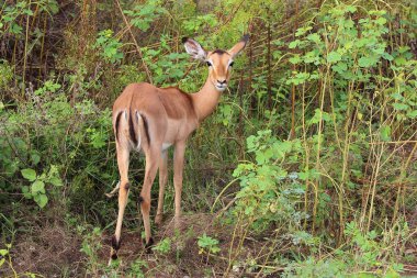 Schwarzfersenantilope / Impala / Aepyceros melampus