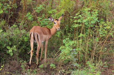 Schwarzfersenantilope / Impala / Aepyceros melampus