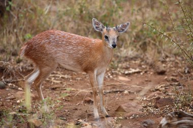 Sharpe-Greisbock / Sharpe's grysbok / Raphicerus sharpei